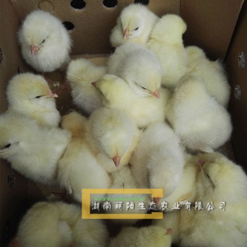 白公鸡苗/白羽鸡苗/纯白羽鸡活苗/土鸡鸡苗/提供养殖技术