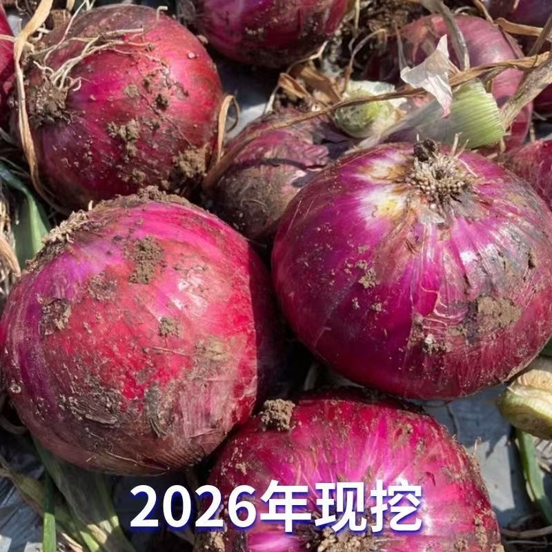 洋葱大量上市对接各大市场商超平台欢迎大家前来沟通