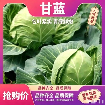 甘肃甘蓝品质保证诚信经营欢迎联系接商超市场电商