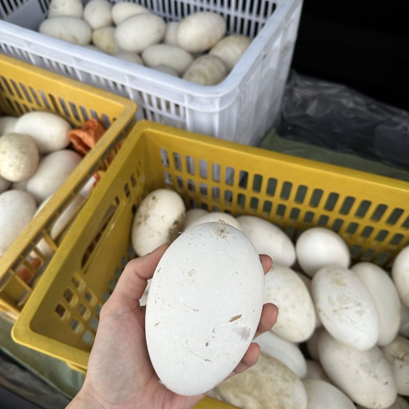 批发潮汕狮头鹅蛋新鲜自产自销，可代发，电商大批量供应