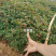 无刺大红袍花椒树苗,改良新品种省人工,颗粒饱满,基地现挖