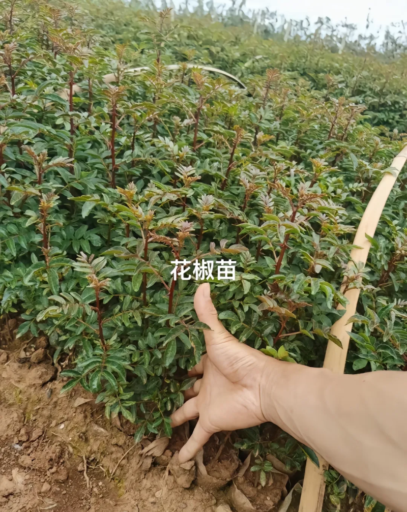 无刺大红袍花椒树苗，改良新品种省人工，颗粒饱满，基地现挖