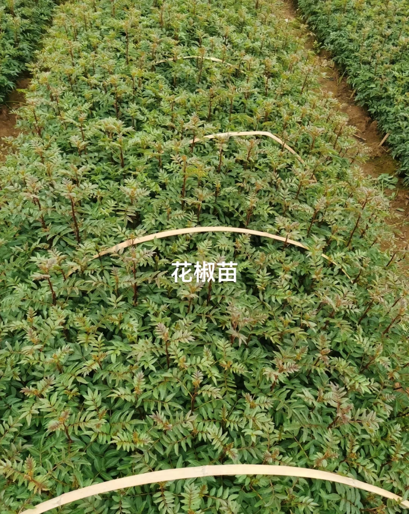 无刺大红袍花椒树苗，改良新品种省人工，颗粒饱满，基地现挖