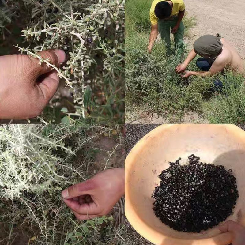 包邮新货精品青海柴达木黑枸杞煲汤泡茶含花青素量大优惠一件