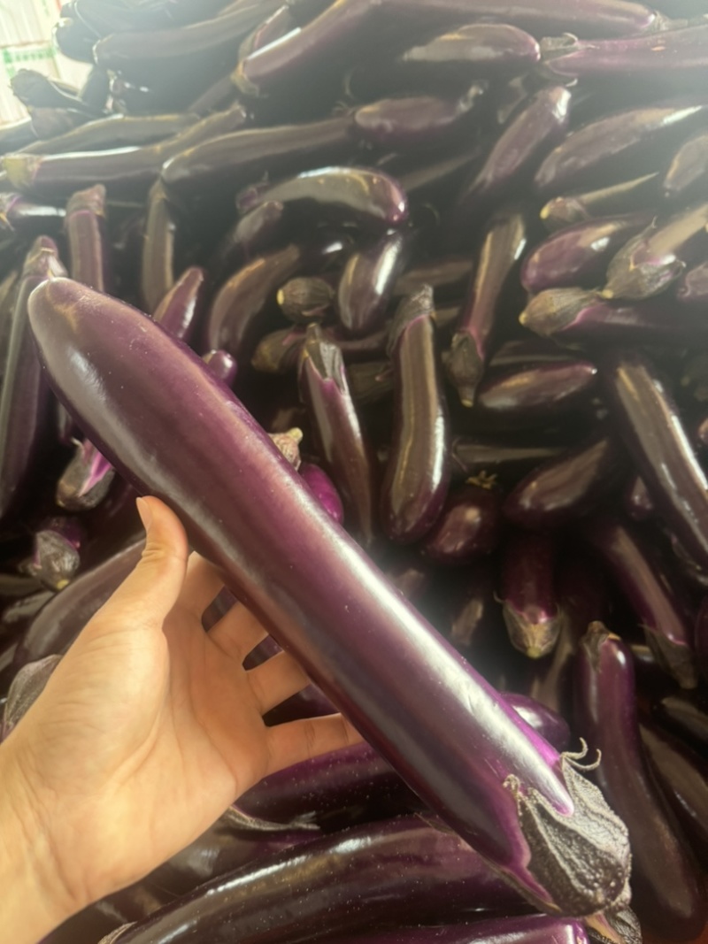 贵州新苗茄子（烧烤茄，中茄，长茄）产地现摘现发