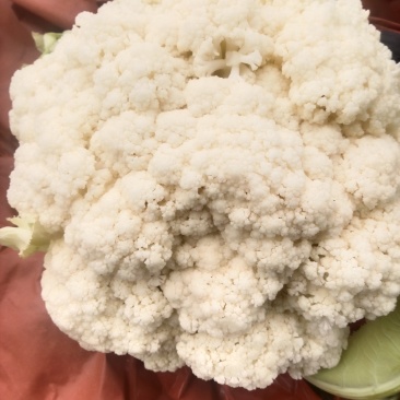 高山精品松花