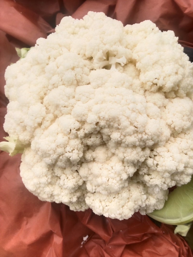 高山精品松花