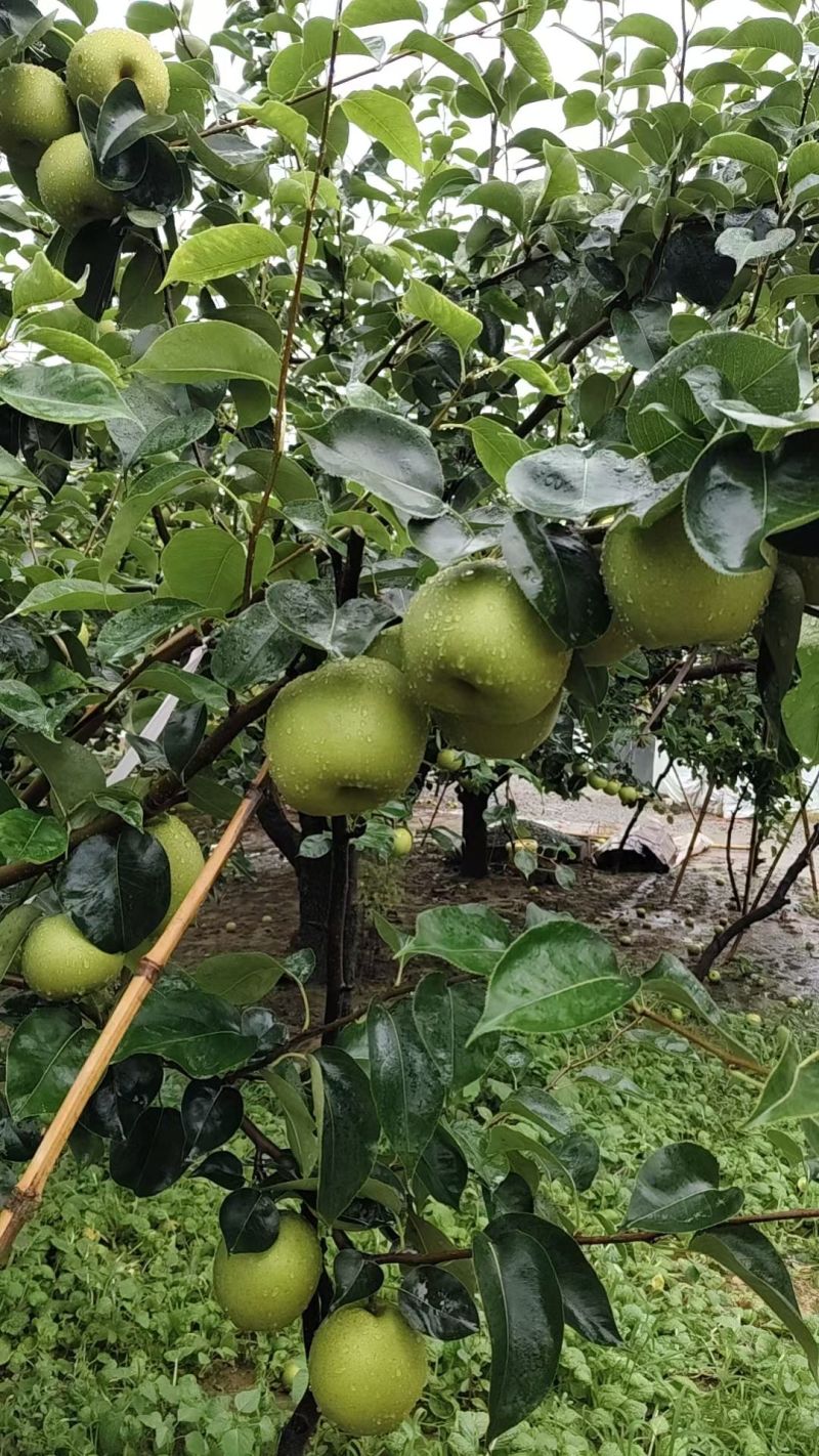 精品皇冠梨