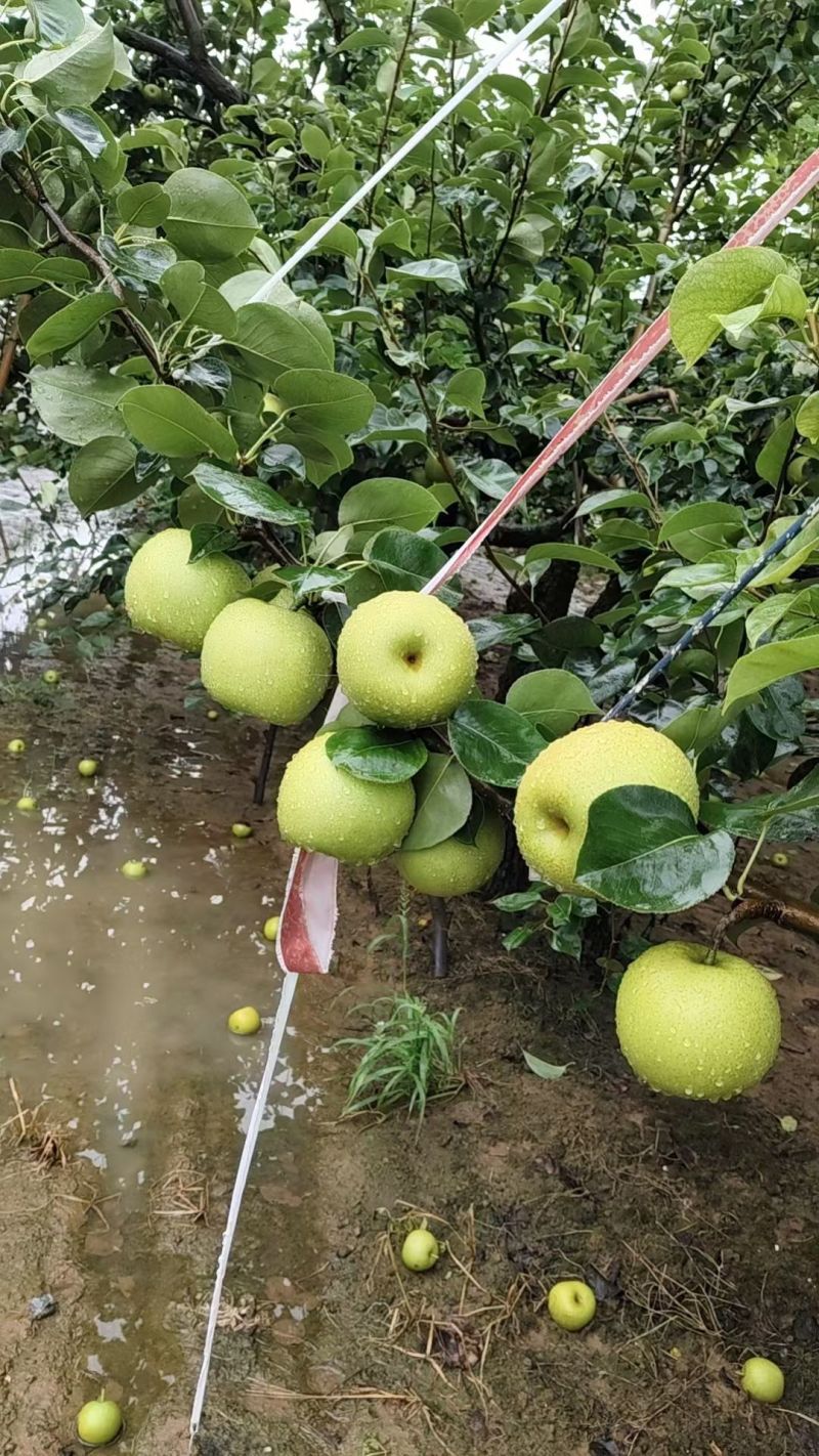 精品皇冠梨