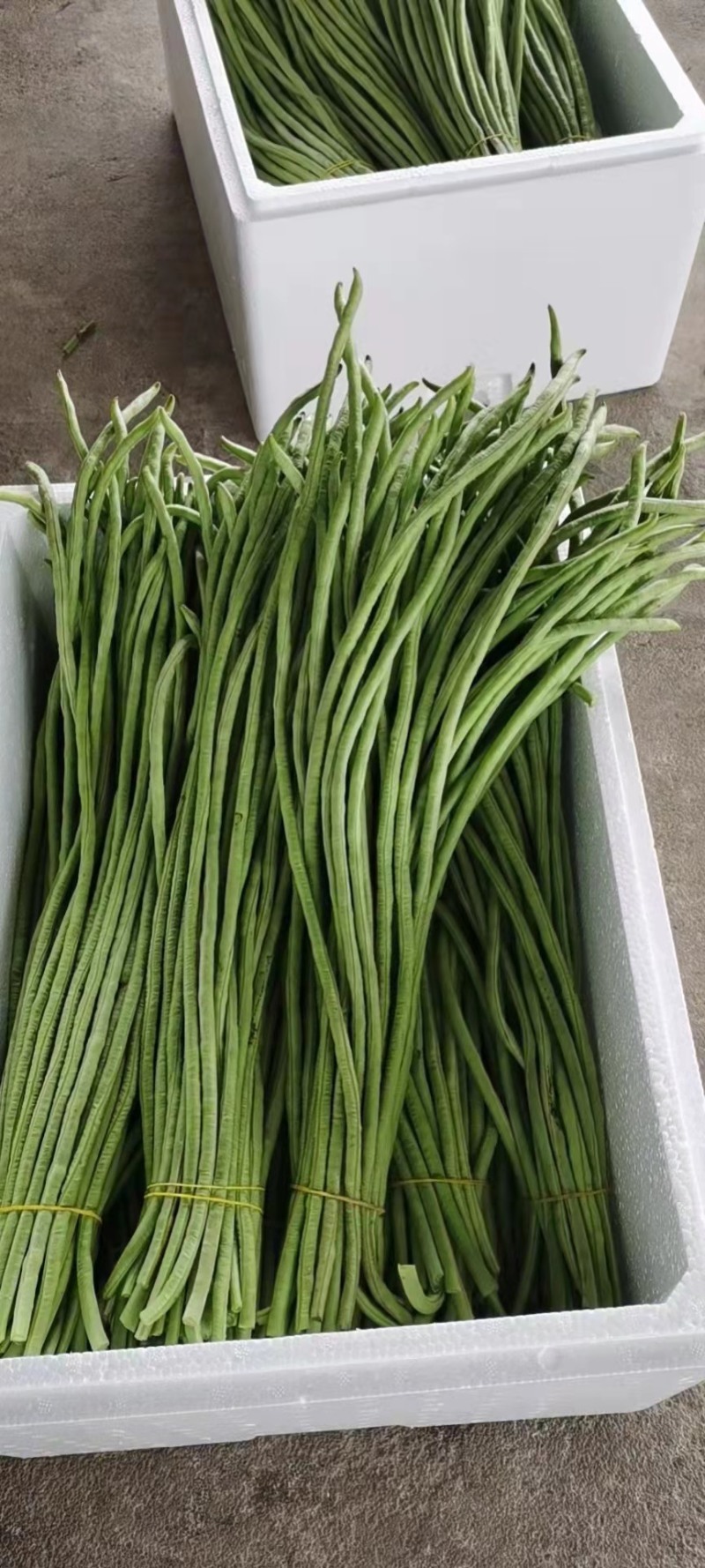 精品长豆角，新鲜现摘，货源充足大量供应，支持全国发货