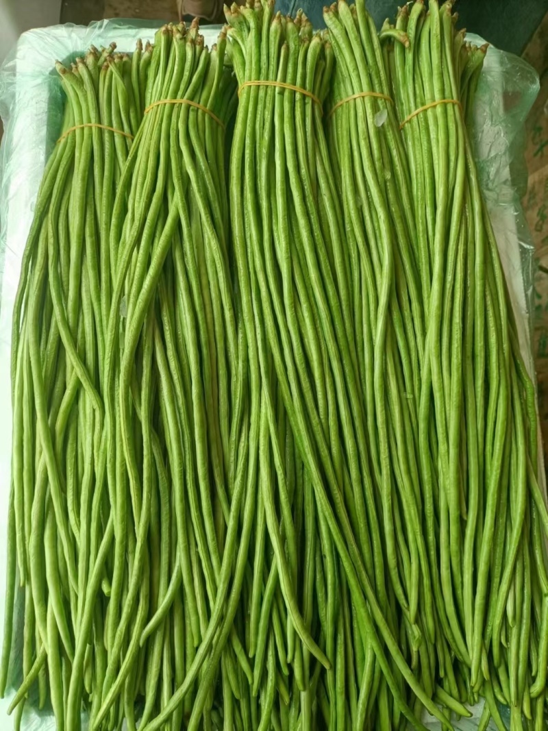 精品长豆角，新鲜现摘，货源充足大量供应，支持全国发货