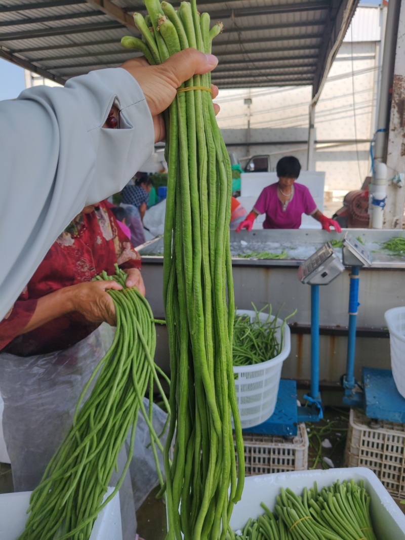 精品长豆角，新鲜现摘，货源充足大量供应，支持全国发货