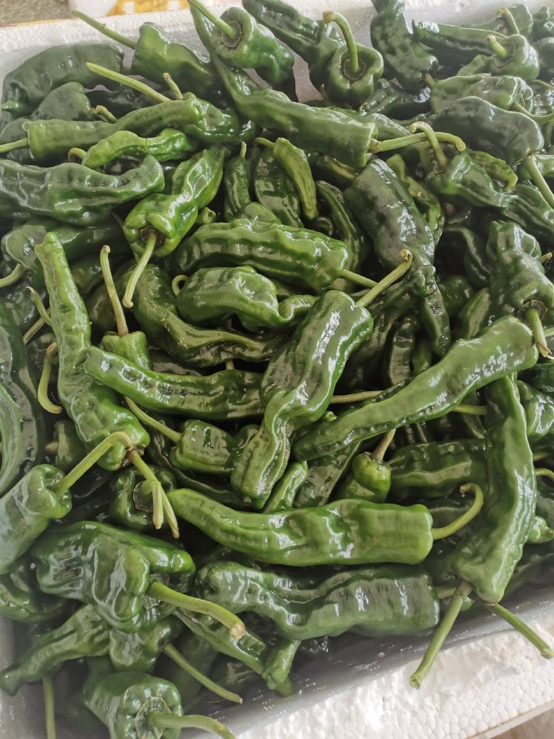 驺皮椒