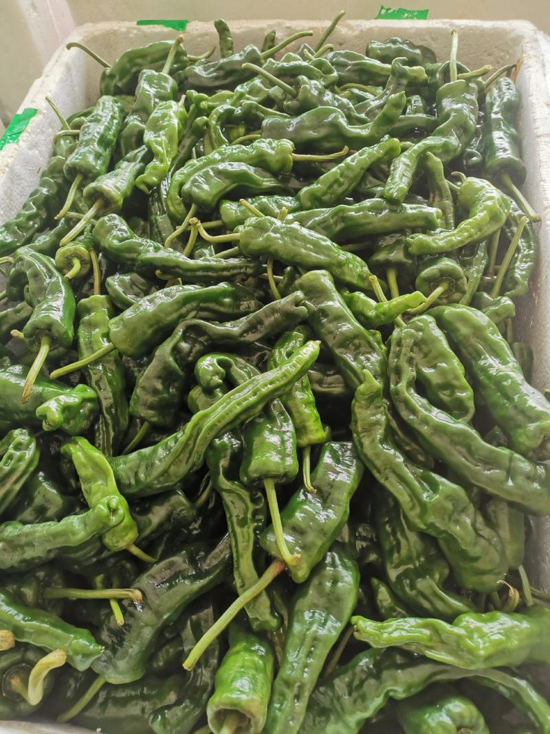 驺皮椒
