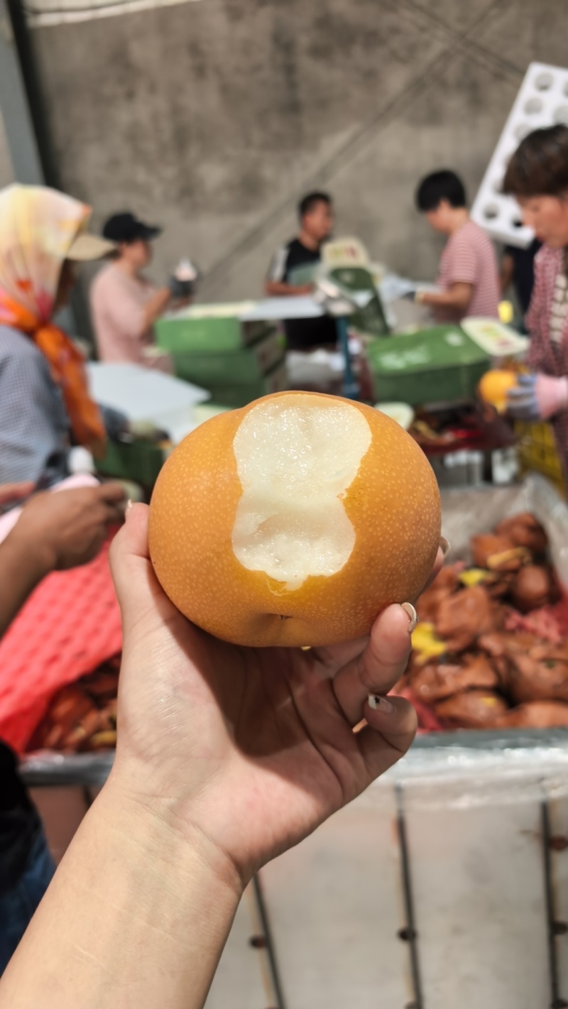 莱阳秋月梨，口感一等一