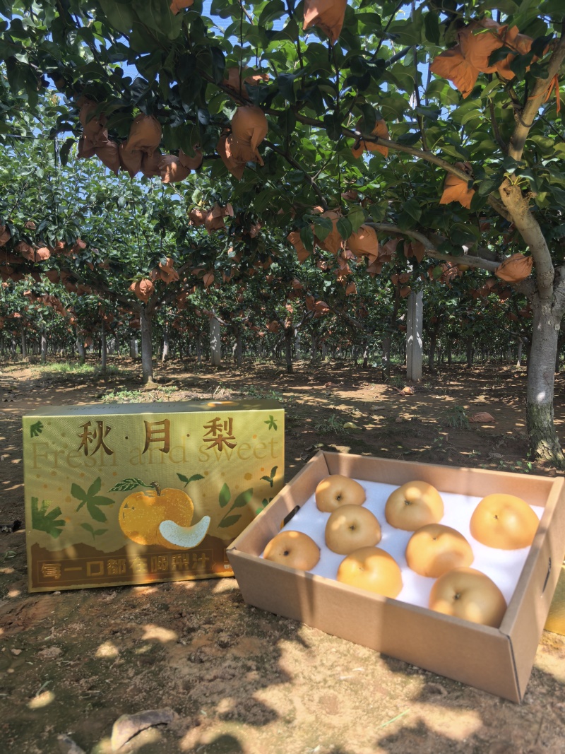 莱阳秋月梨，口感一等一