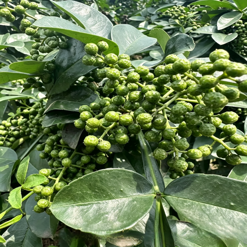 重庆江津九叶青花椒苗，优质壮苗现挖发货，麻香浓郁持续丰