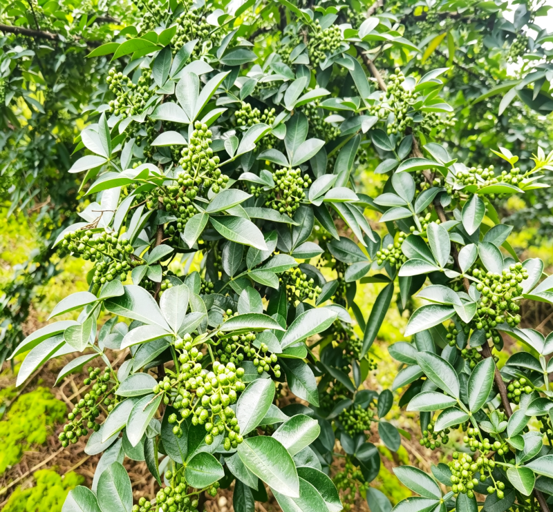 重庆江津九叶青花椒苗，优质壮苗现挖发货，麻香浓郁持续丰