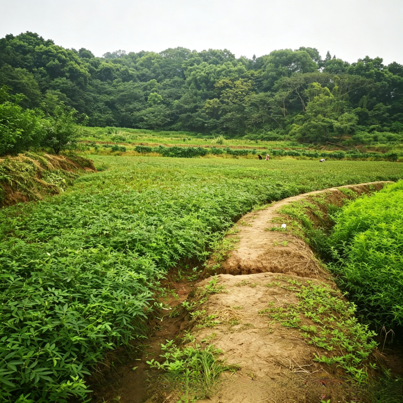 重庆江津九叶青花椒苗，优质壮苗现挖发货，麻香浓郁持续丰