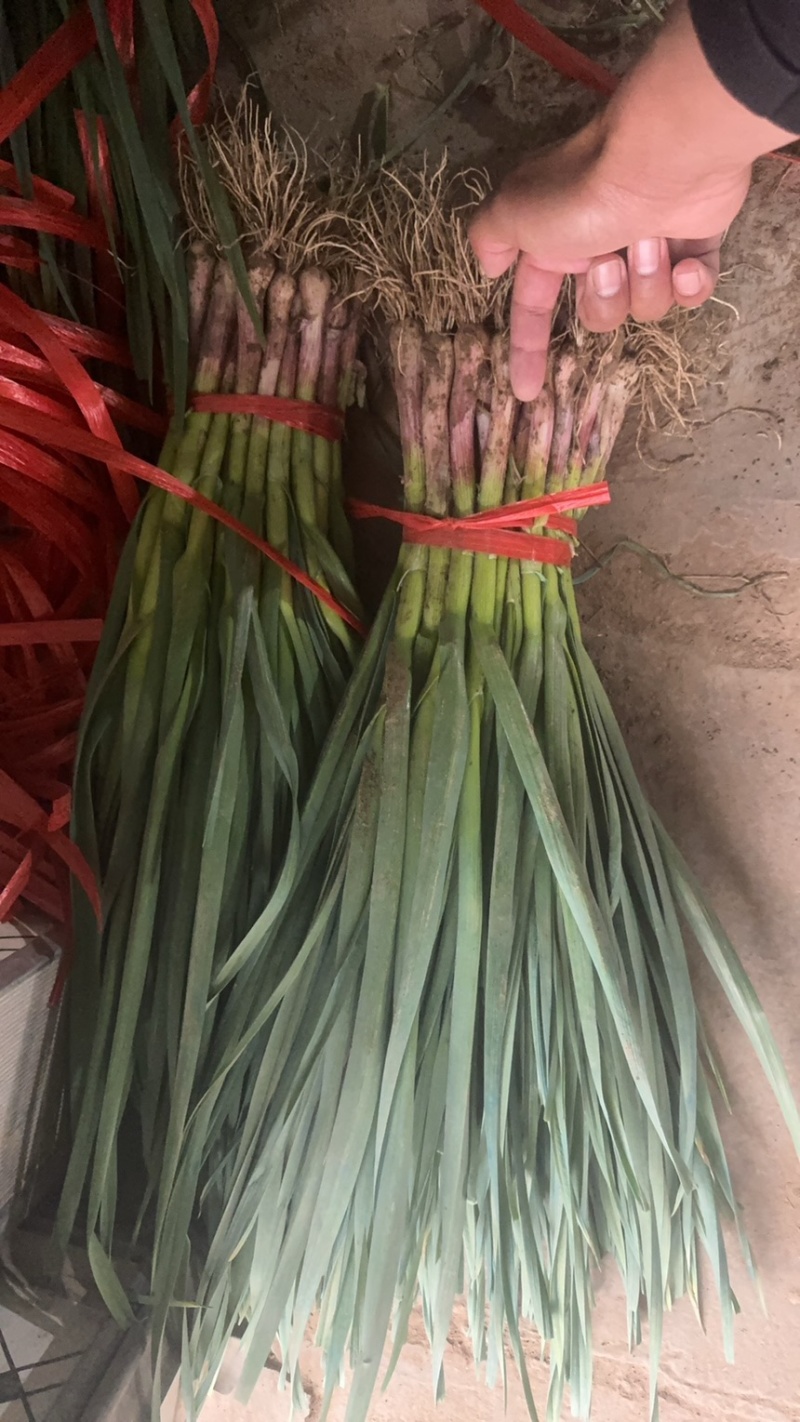 甘肃千亩新苗红根蒜苗干苗水洗红根蒜苗