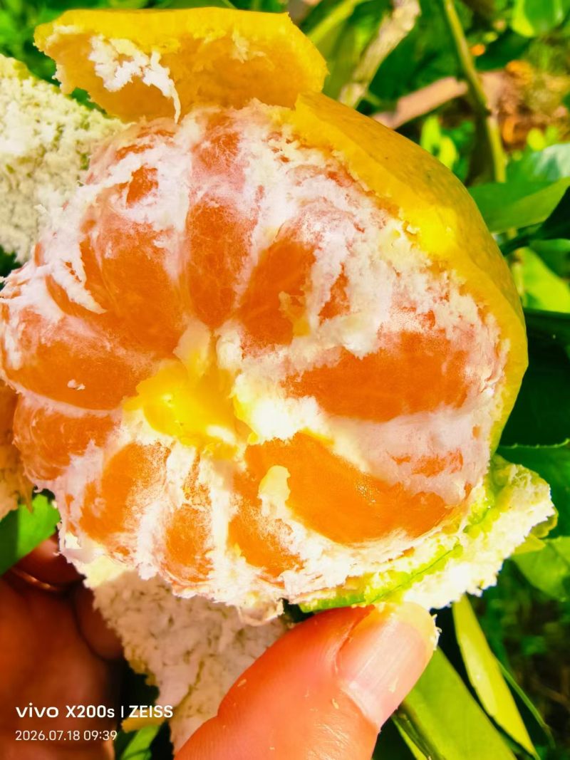 精品蜜橘大量上市，有需要的可以随时联系我哈！