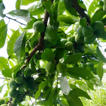 四川茂县青脆李大量上市！