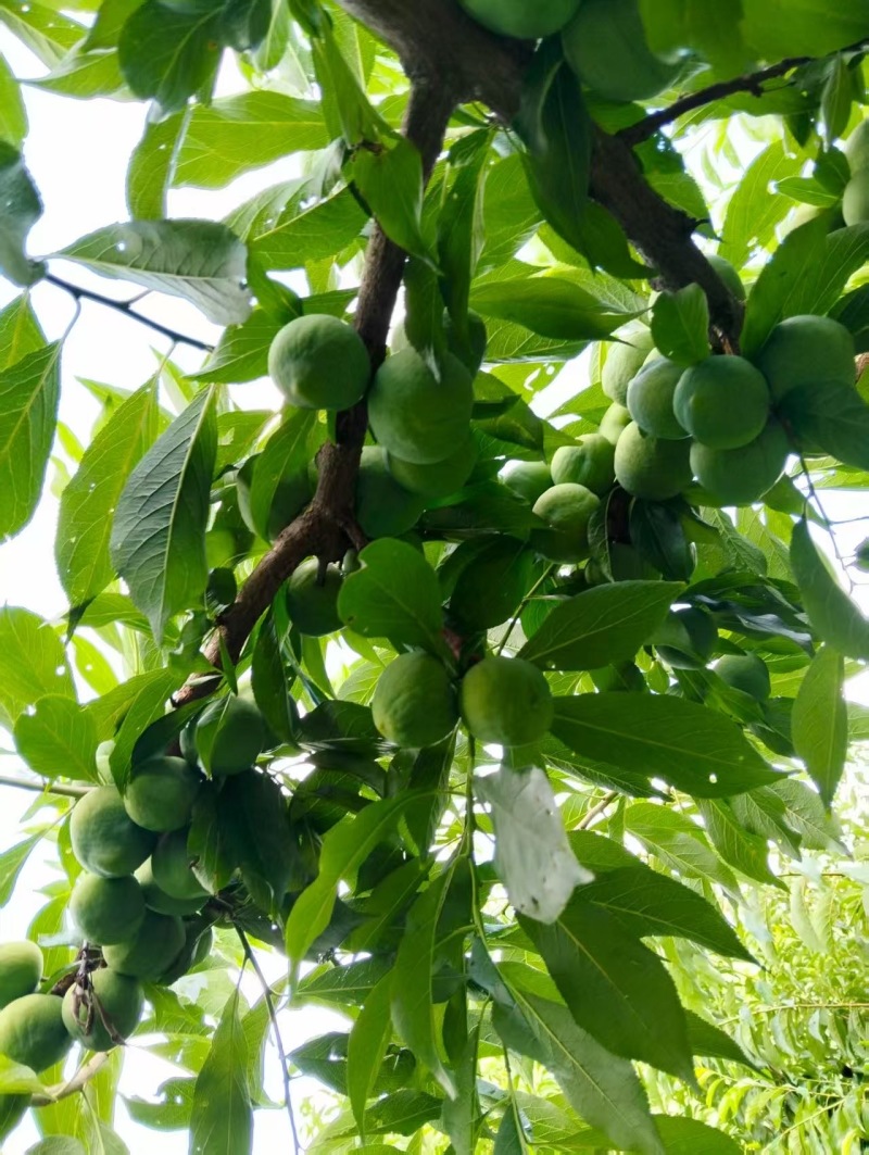 四川茂县青脆李大量上市！