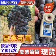 『实力』夏黑葡萄/陕西夏黑葡萄批发，夏黑葡萄基地价格