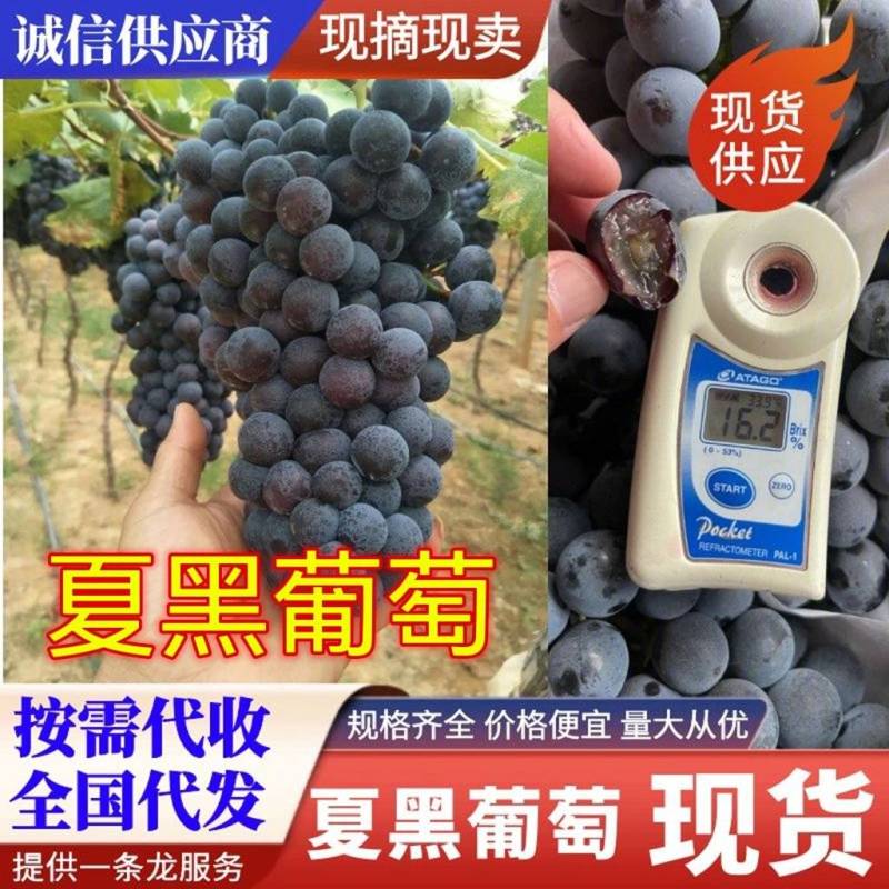 『实力』夏黑葡萄/陕西夏黑葡萄批发，夏黑葡萄基地价格
