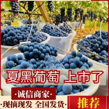 【夏黑葡萄】陕西夏黑葡萄批发，夏黑葡萄基地价格，全国发货