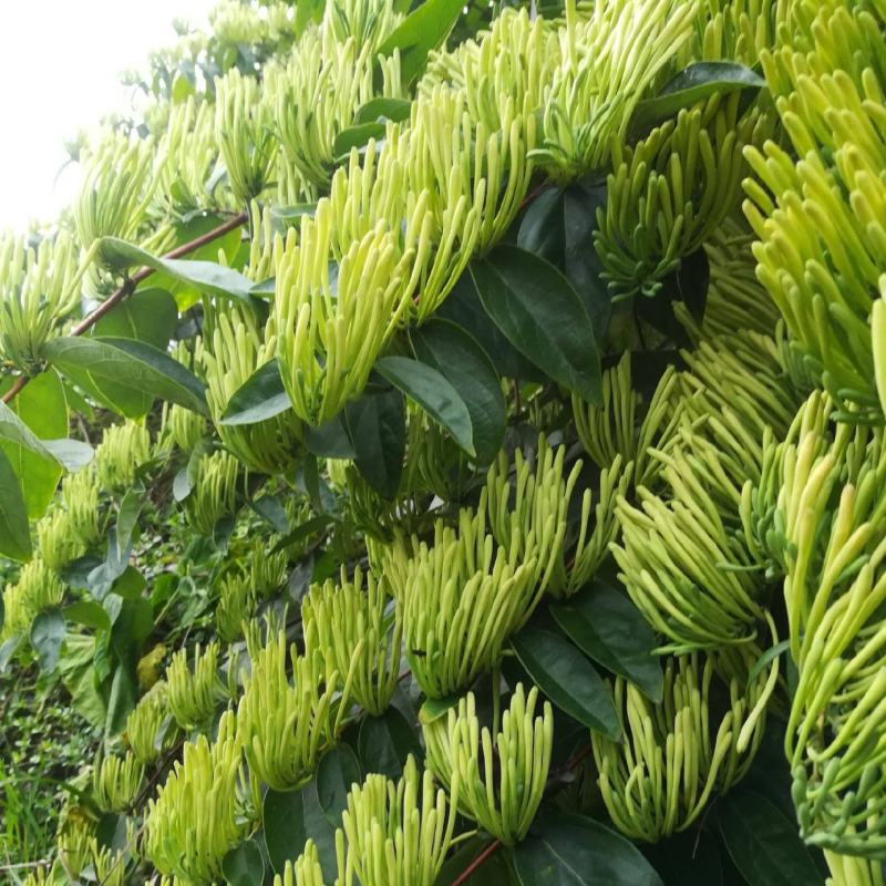 金翠蕾-湘蕾五号金银花苗-不开花纯蕾高产抗病易栽种