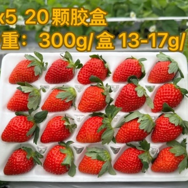 云南会泽县草莓
