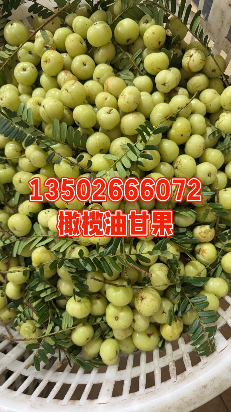 赤皮，土橄，新丙甜的，