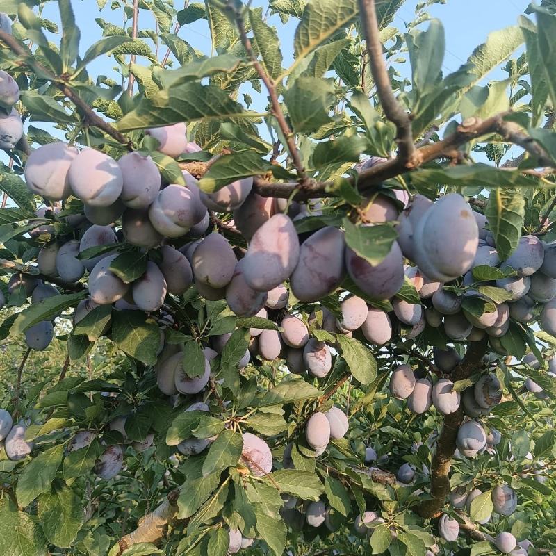 大量出售法兰西西梅，蓝蜜年产量26万斤以上。有意向可联系