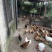农家散养土鸡