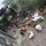 农家散养土鸡