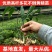 多花高杆不倒黄精苗高杆品种抗病性强适合山地种植