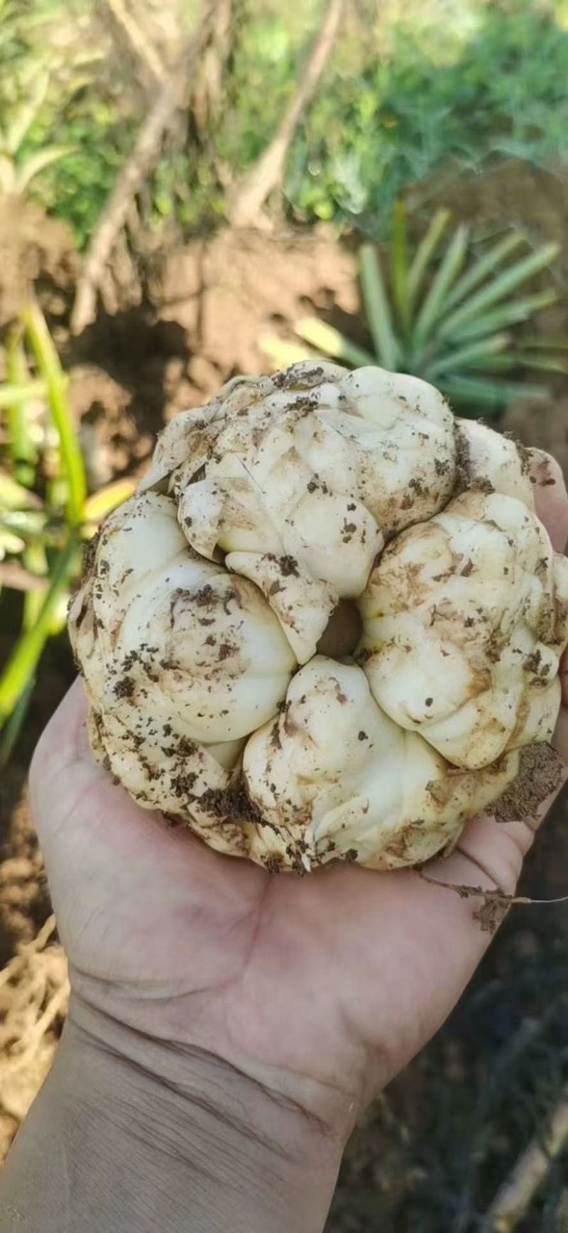 鲜百合现挖现发肉质饱满龙山种植基地价格优惠品质好