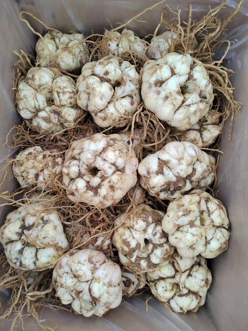 鲜百合现挖现发肉质饱满龙山种植基地价格优惠品质好
