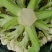 精品白花菜，新鲜新货速发，大量供应，保质保量欢迎选购