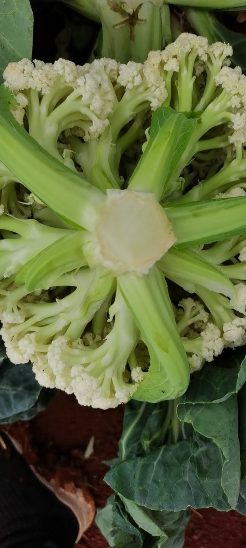 精品白花菜，新鲜新货速发，大量供应，保质保量欢迎选购