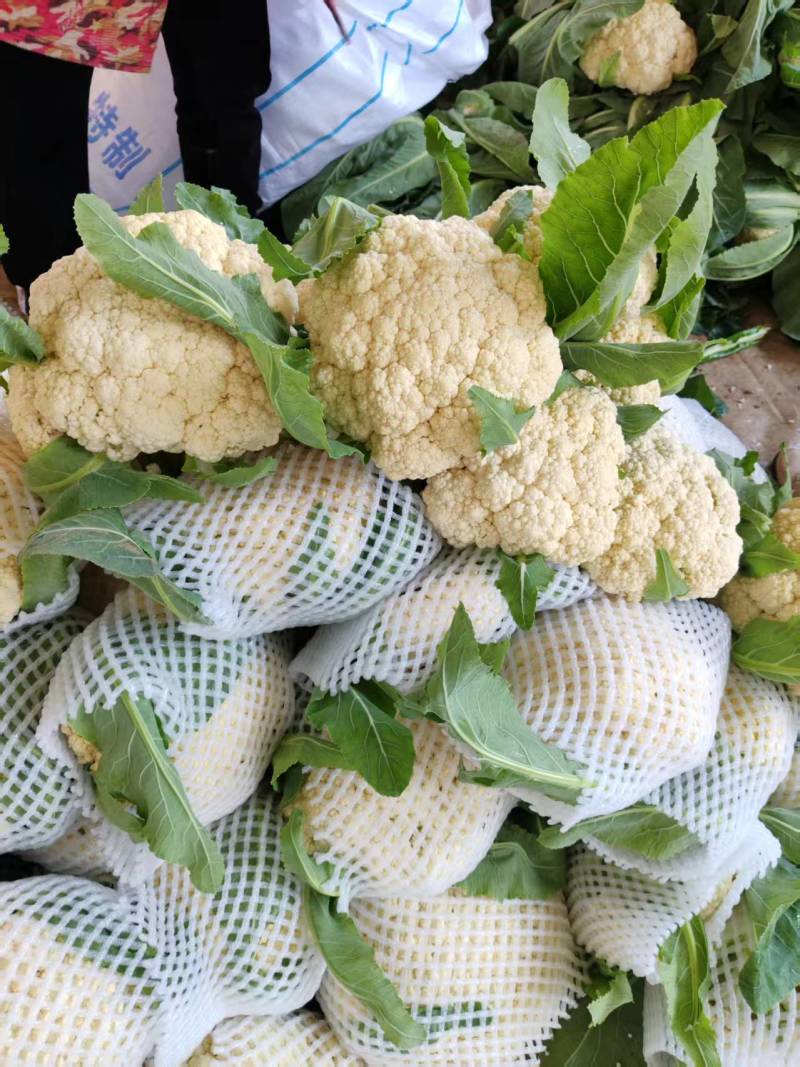 精品白花菜，新鲜新货速发，大量供应，保质保量欢迎选购