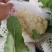 精品白花菜，新鲜新货速发，大量供应，保质保量欢迎选购