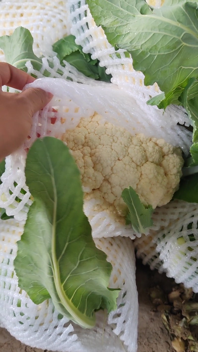 精品白花菜，新鲜新货速发，大量供应，保质保量欢迎选购