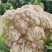精品白花菜，新鲜新货速发，大量供应，保质保量欢迎选购