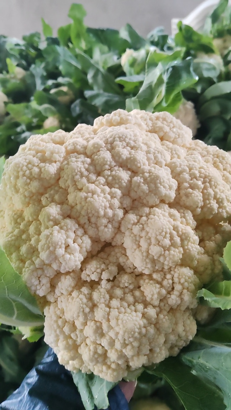 精品白花菜，新鲜新货速发，大量供应，保质保量欢迎选购