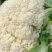 精品白花菜，新鲜新货速发，大量供应，保质保量欢迎选购