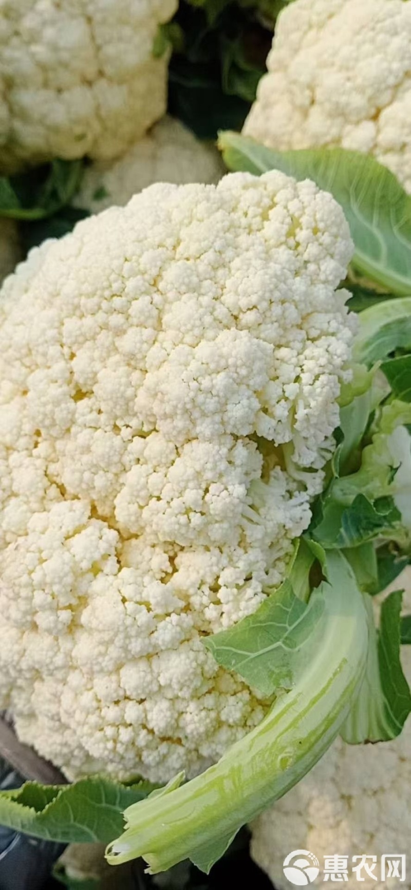 精品白花菜，新鲜新货速发，大量供应，保质保量欢迎选购