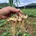 多花高杆不倒黄精苗高杆品种抗病性强适合山地种植