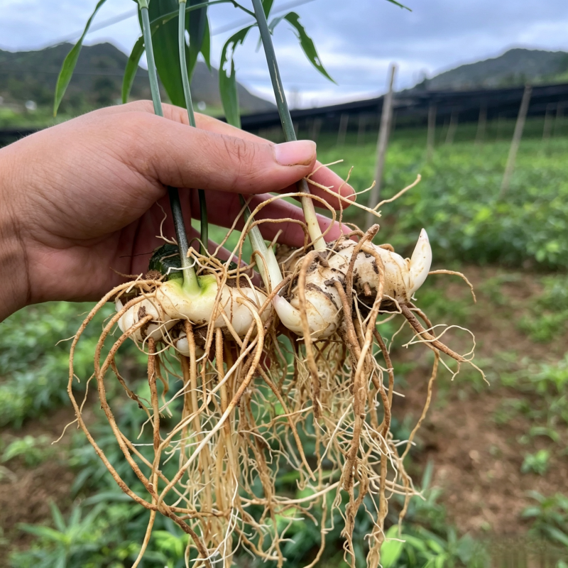 多花高杆不倒黄精苗高杆品种抗病性强适合山地种植
